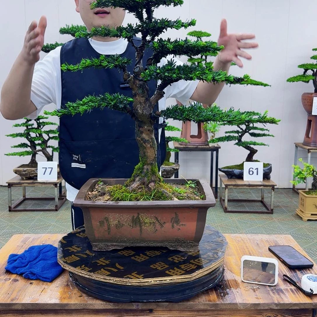 无花朵米叶罗汉松造型盆景