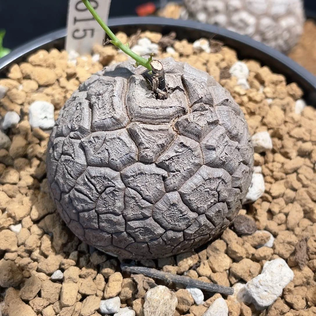 615号龟甲龙6公分