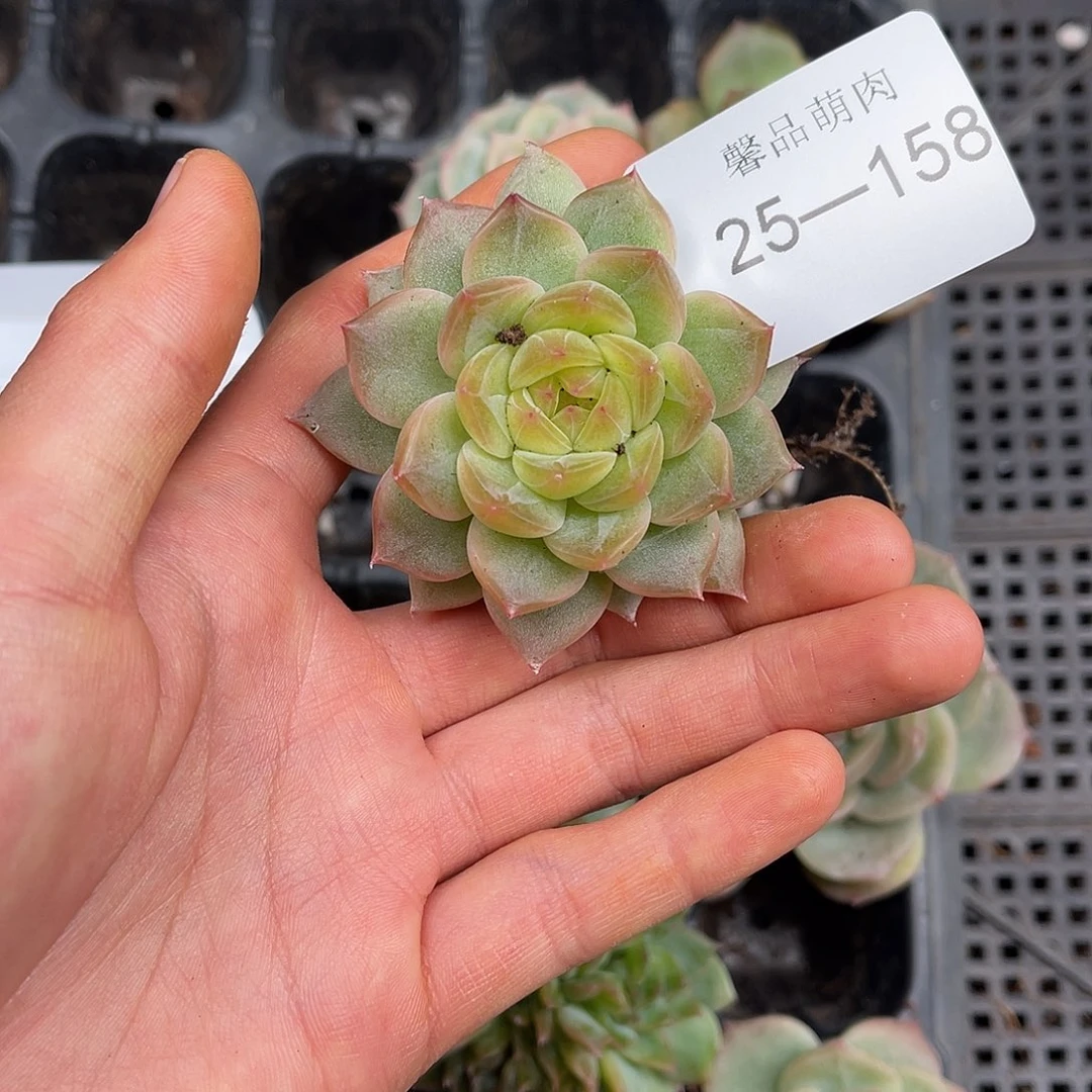 多肉一物一拍25-158