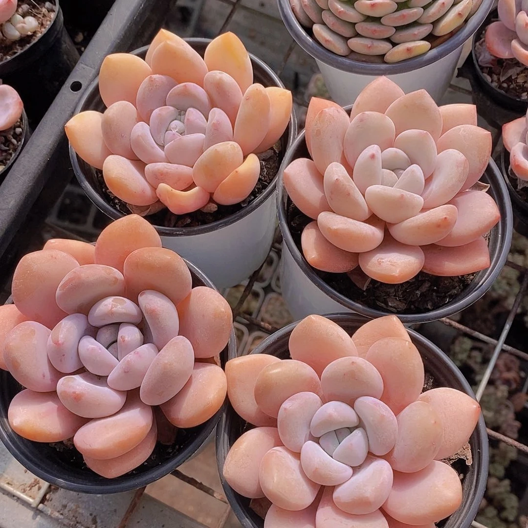 0216-胖粉兔单头一颗量拍