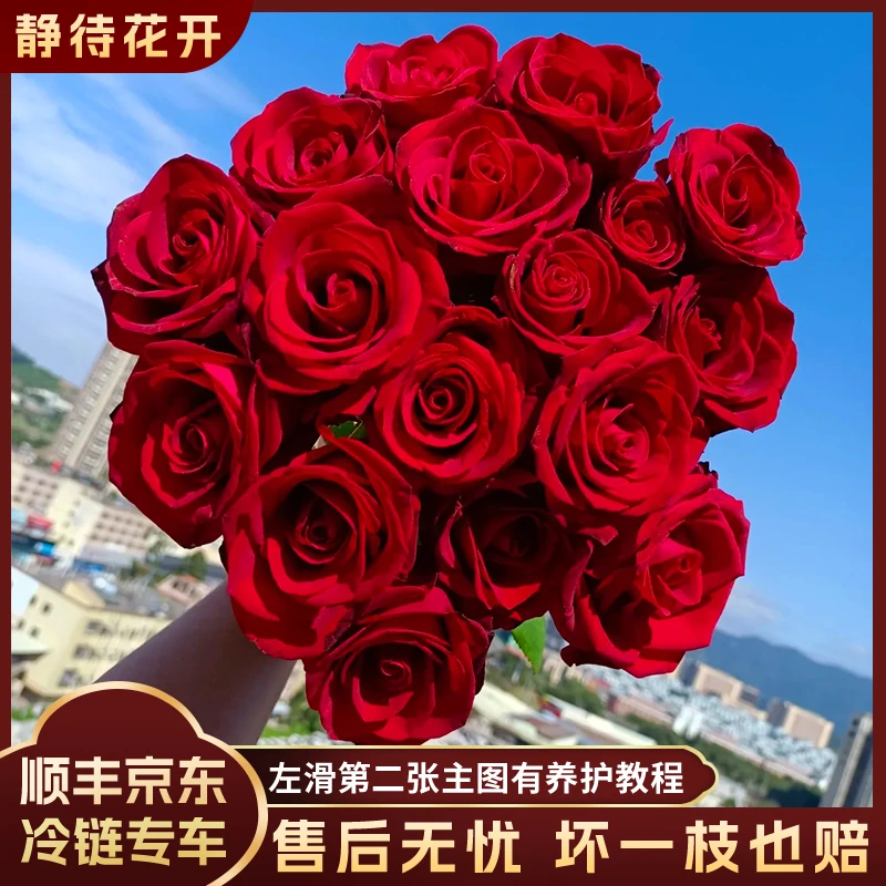 【静待花开】黑魔术-A级单头玫瑰 云南鲜花斗南花卉顺丰包邮品质