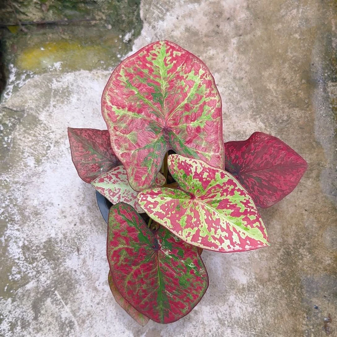 46-0617泰国发货多肉