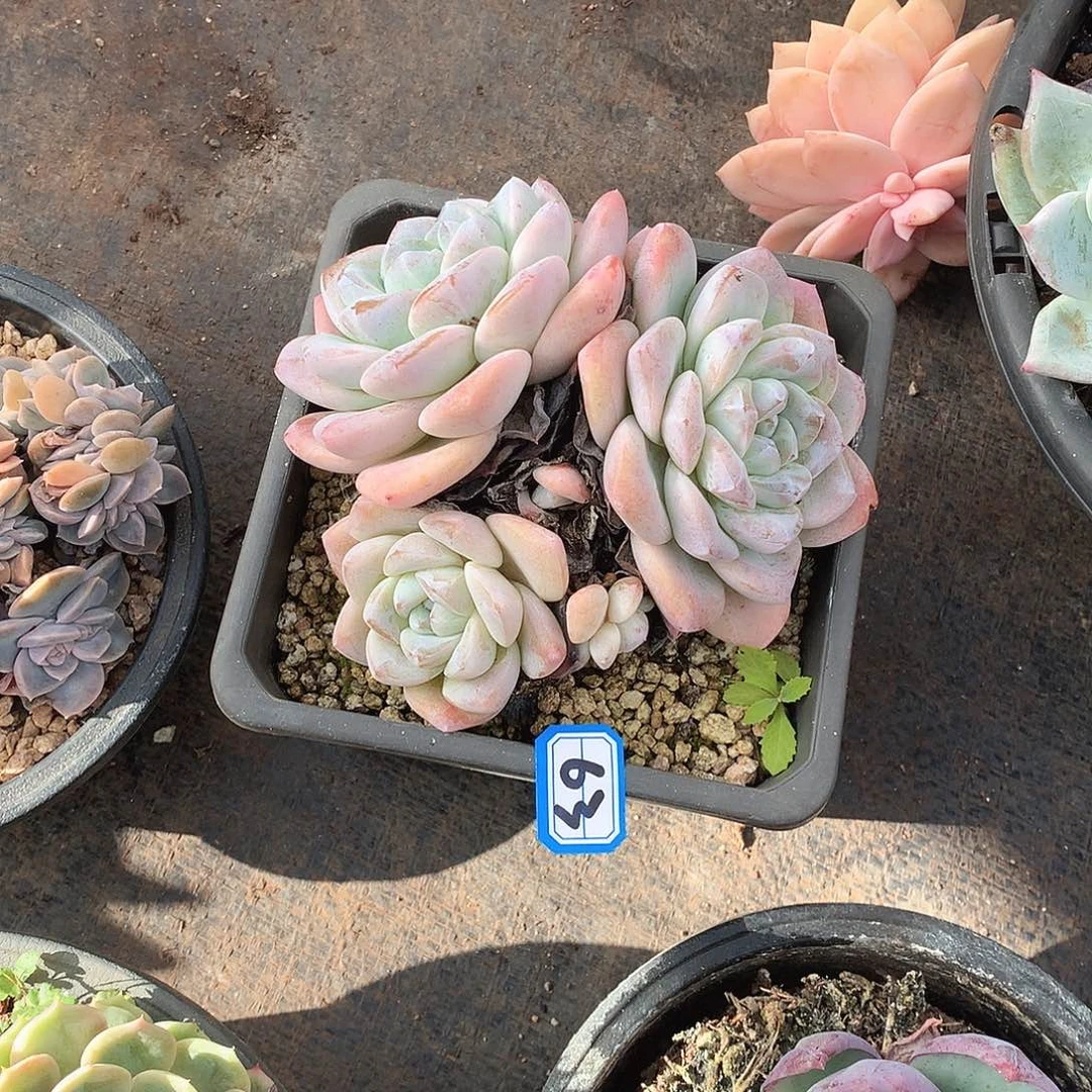 63冰玉一物一拍多肉