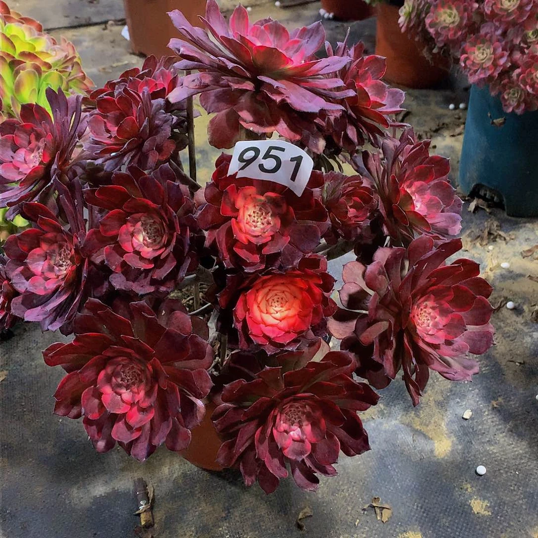 每***心多肉951.0000000