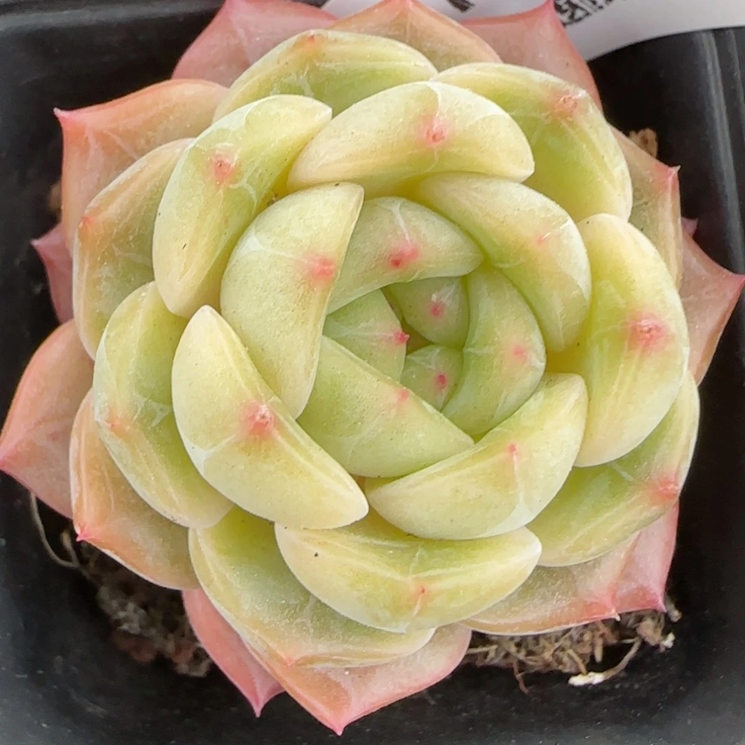 花语逸镜0203-172