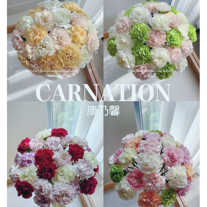 【藩篱匠人/康乃馨】办公家用装饰客厅摆件鲜切花云南基地直发