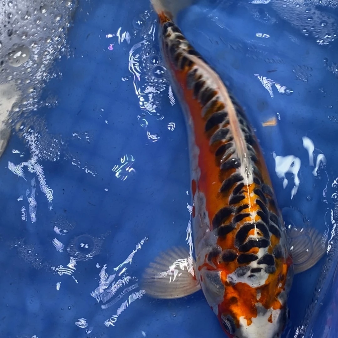 锦鲤冷水锦鲤包邮