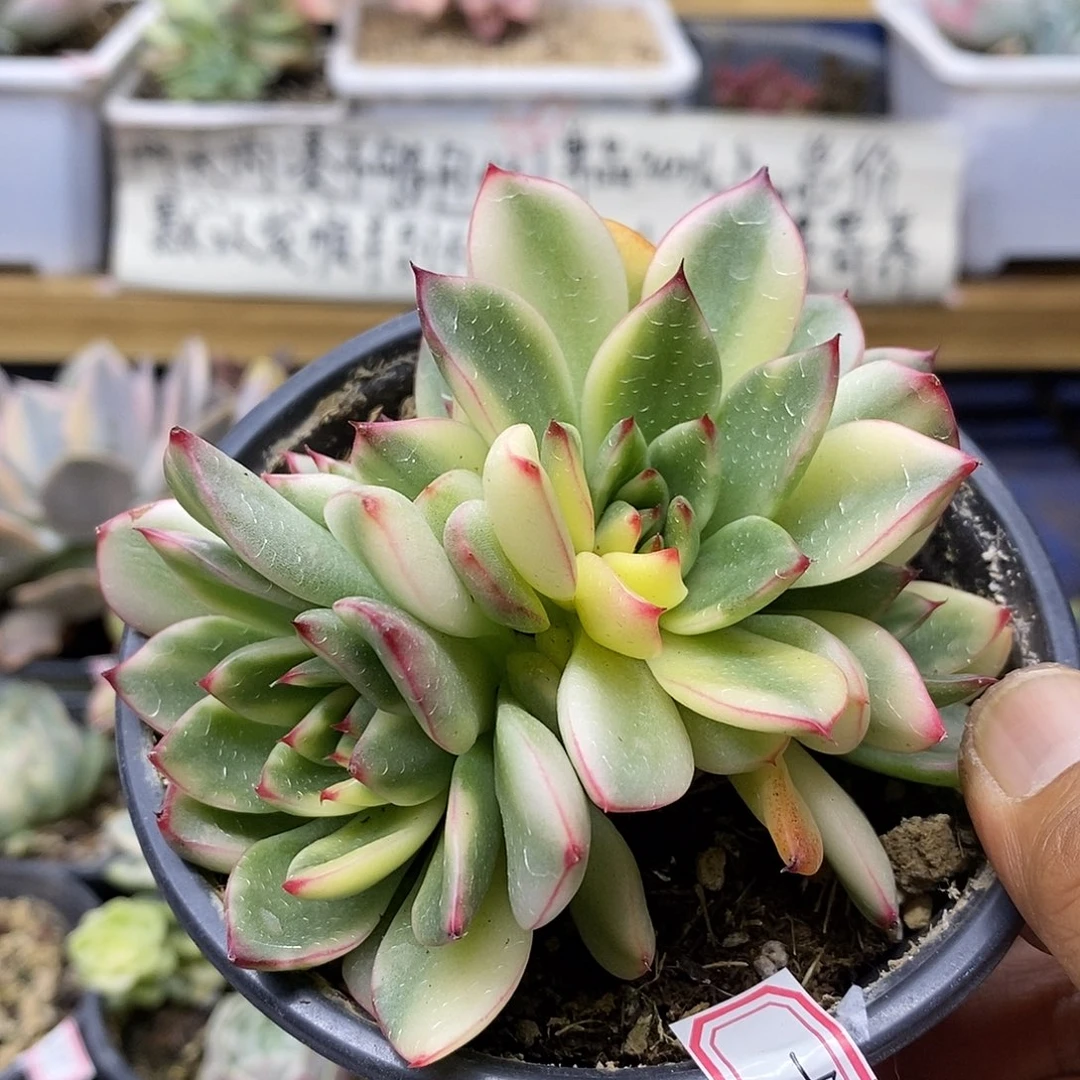 1492 阿诗娜锦 5 头群