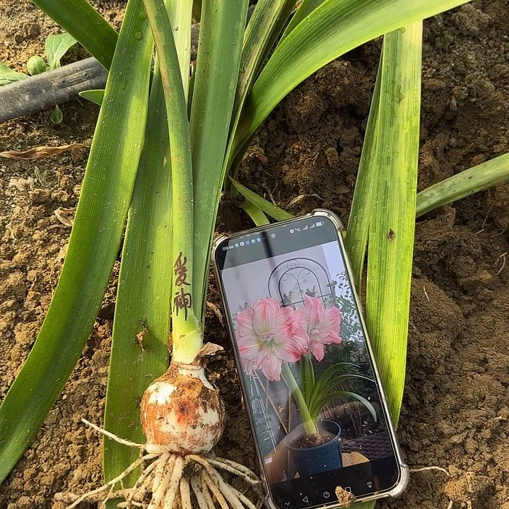 无花朵爱神4.5左右