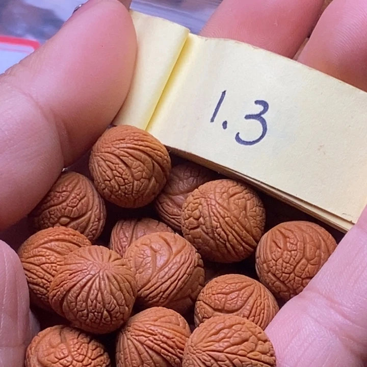 防***礼秦岭龙纹桃核18颗