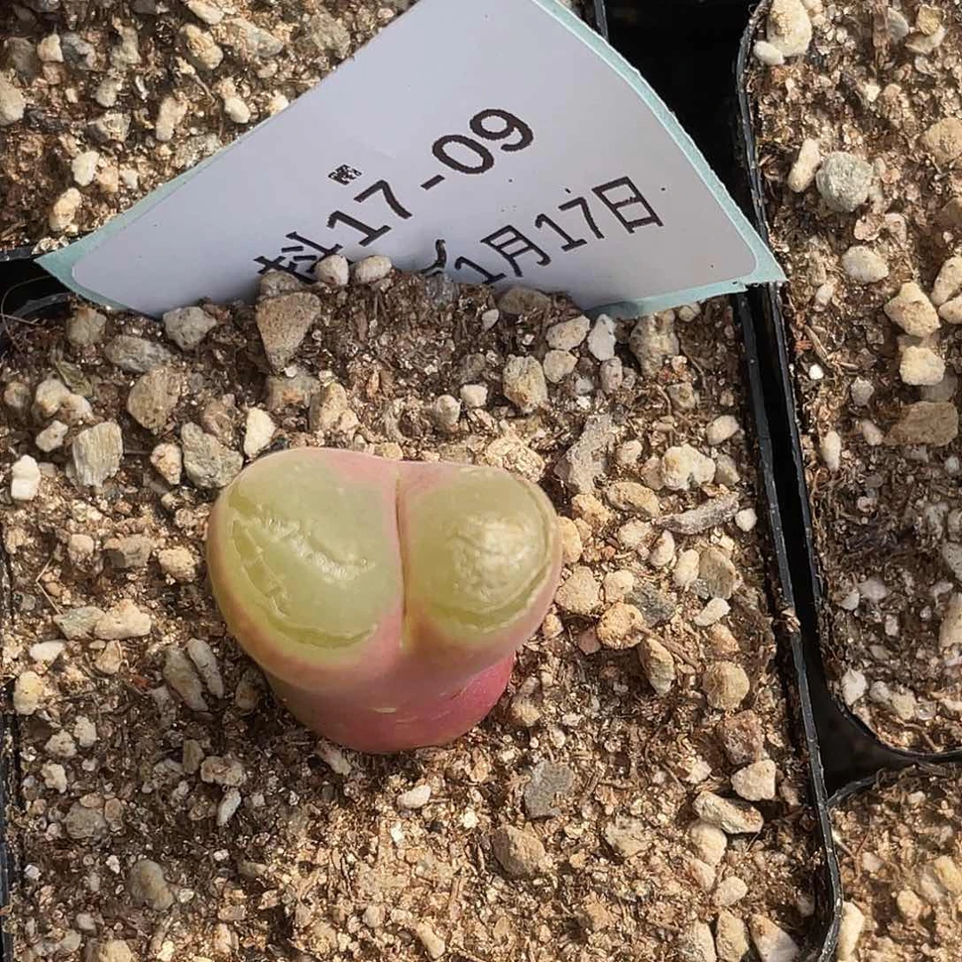 薄****17-9肉锥多肉植物