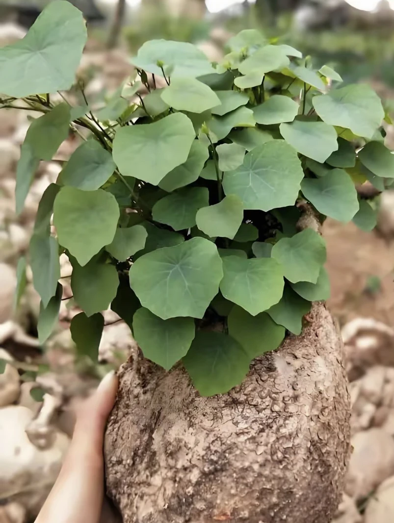 山乌龟，金不换，地不容爬藤盆景绿植