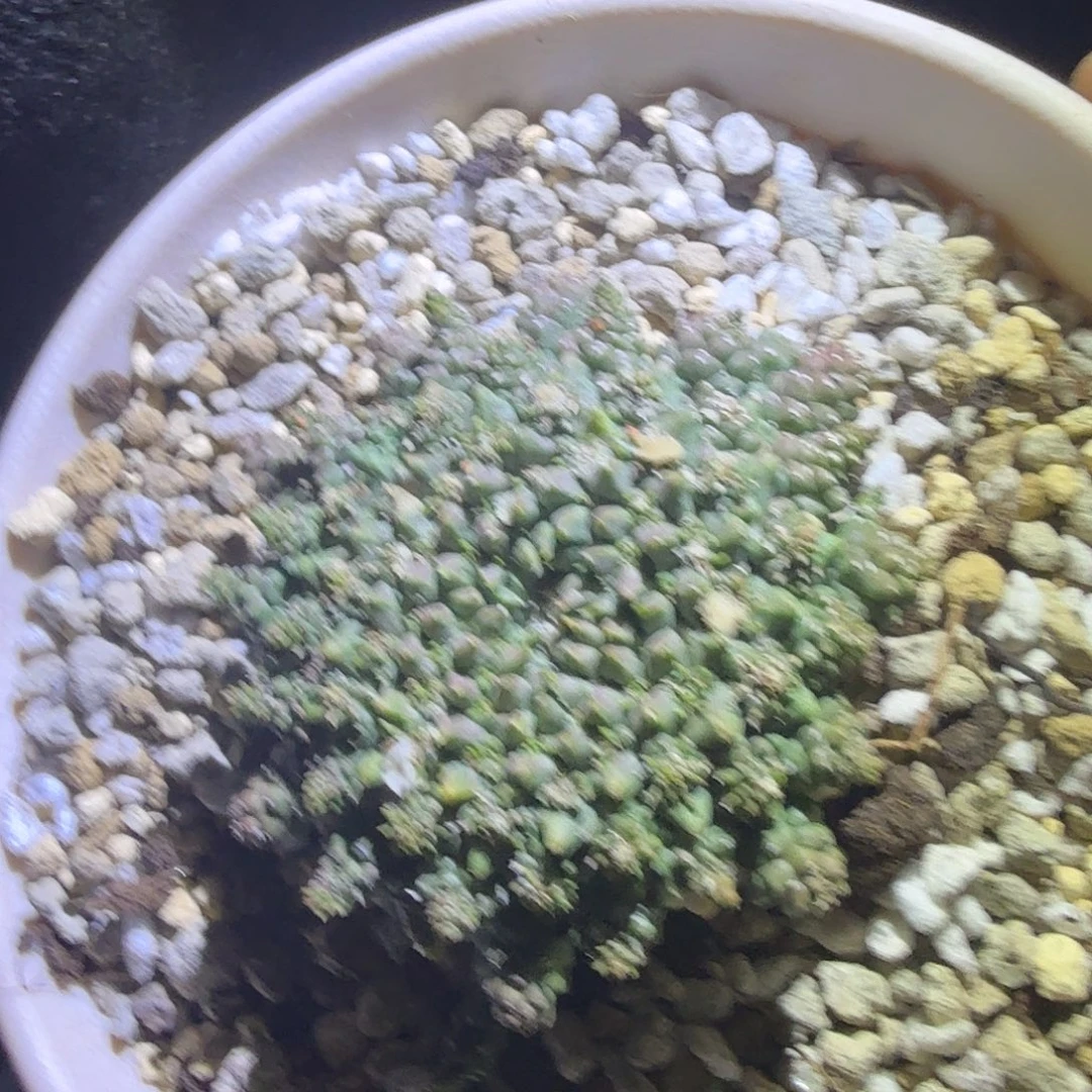 多肉植物 短手优选