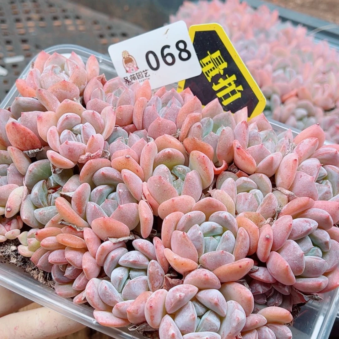 多肉植物多肉植物