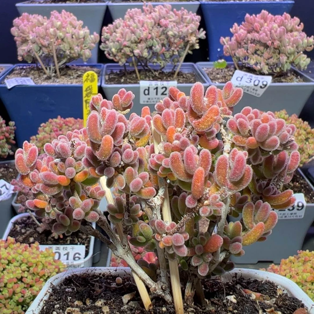 【闪购商品】v945琉璃枝干番杏