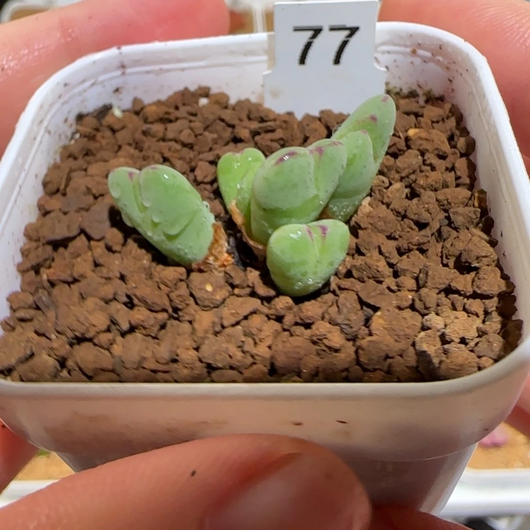 肉锥多肉植物百科-880