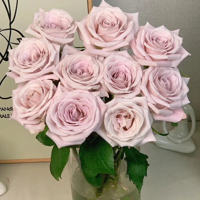 【居家鲜花】曼塔玫瑰（不含花瓶）鲜花居家鲜花花瓶插花同城配送到家