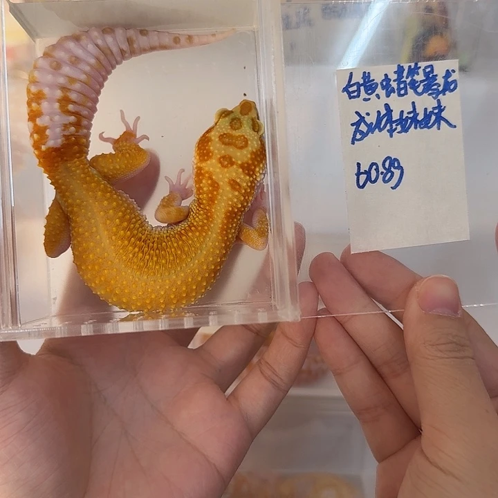 豹纹守宫白黄蜡笔暴龙，成体妹妹