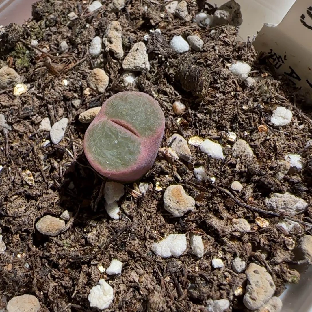 豆***了肉锥多肉植物组合-817