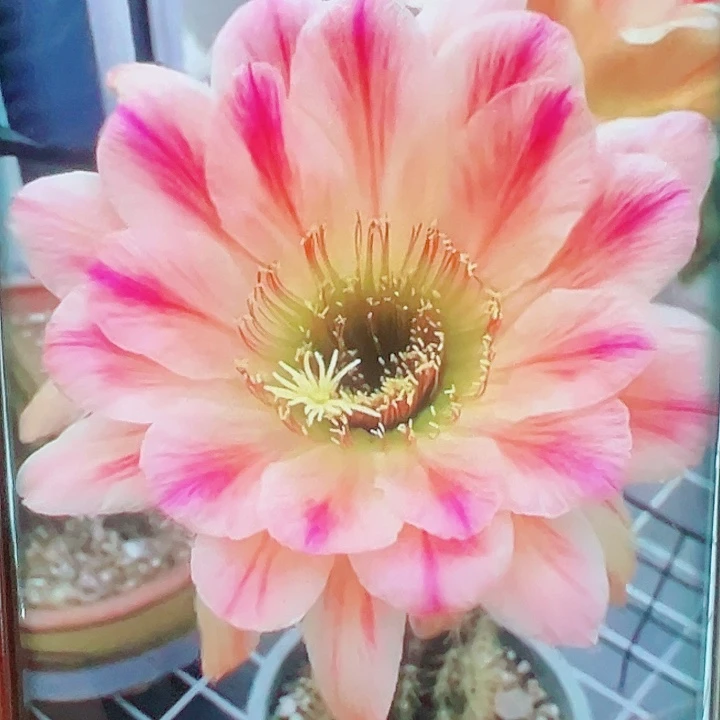 毛花柱漂亮宝贝侧芽拍一发