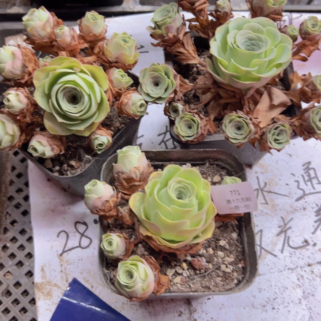 771 侧牙掉了不包损无售后
