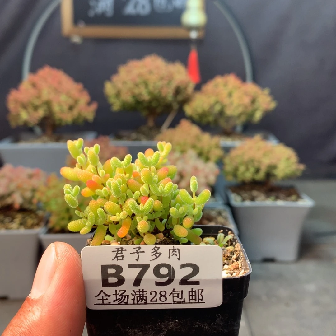 792蜜橘。