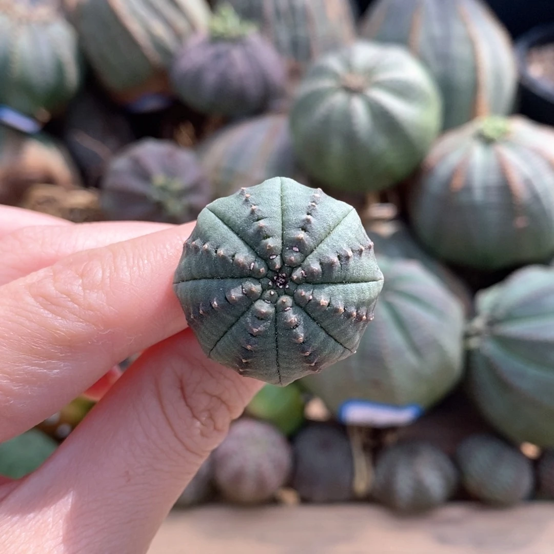 布纹球精品一物一拍