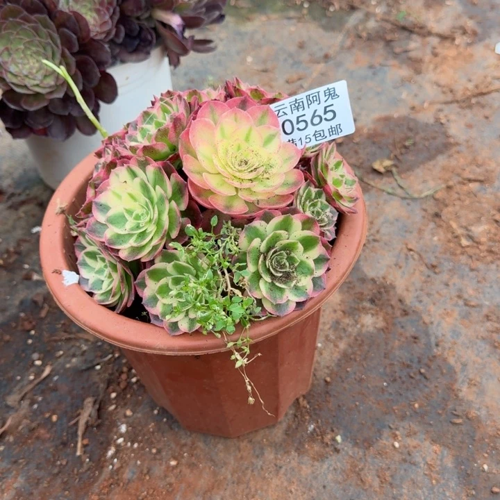 565号海仙啊啊啊啊