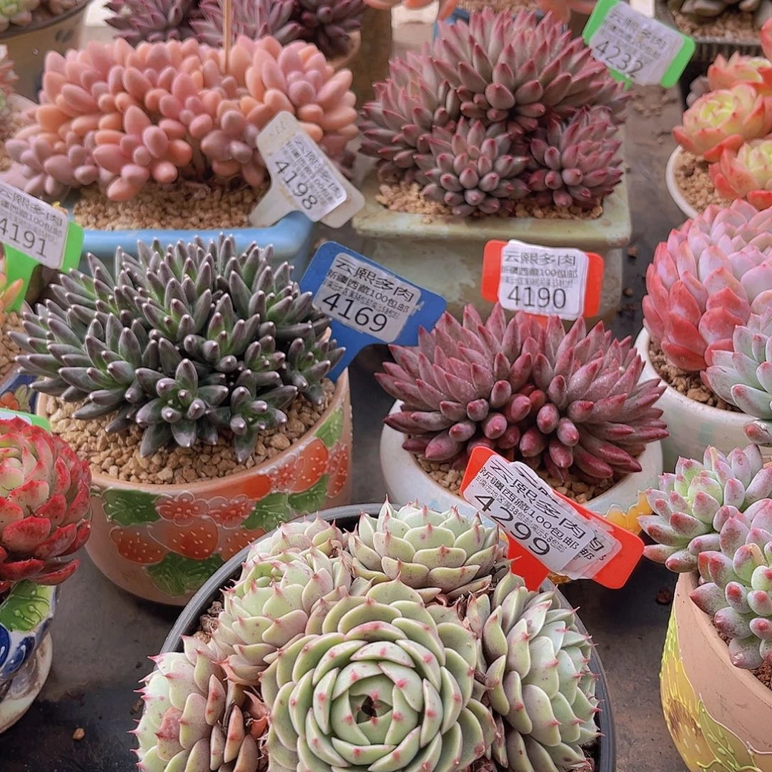 4299笨吧多肉植物