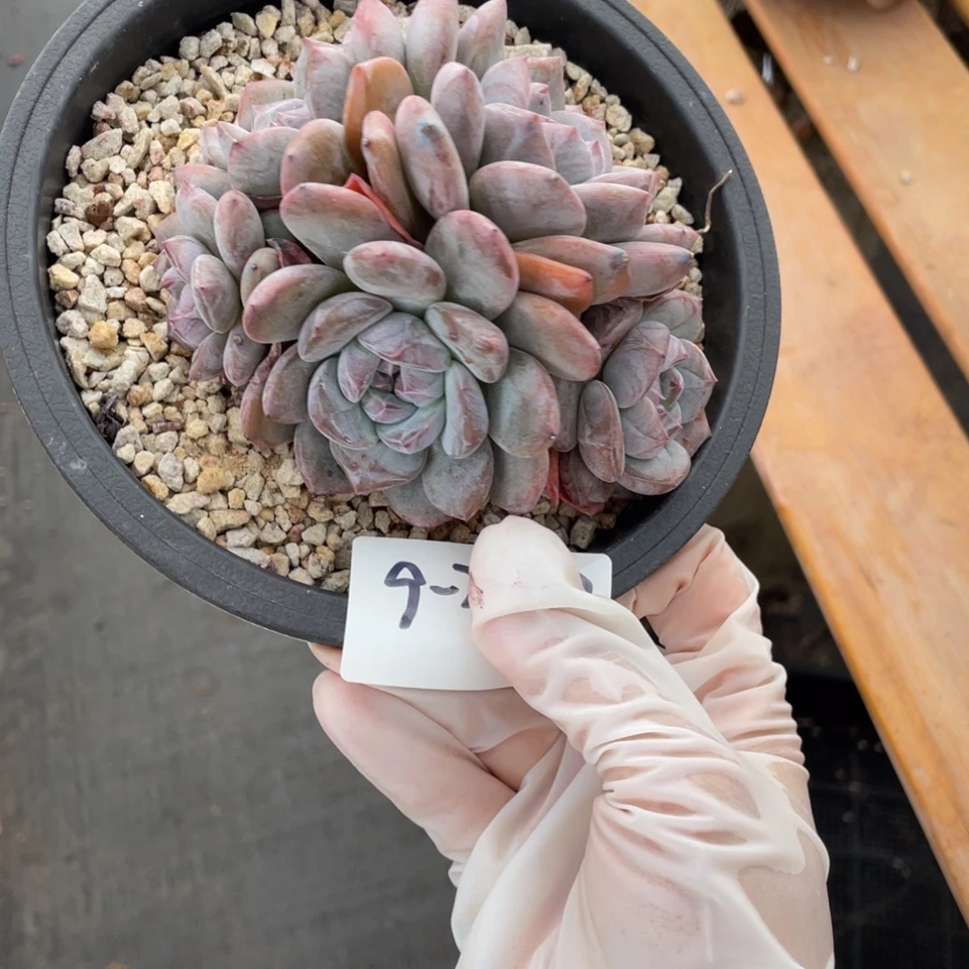 9-27-17静好多肉园艺