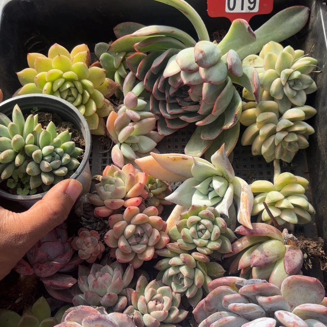 多肉植物19号框拍