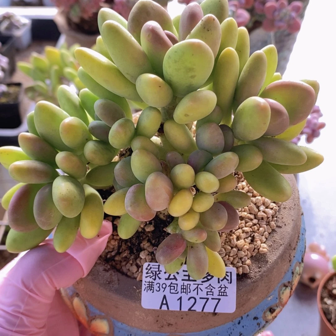 芒果奶树13cm1277多肉植物