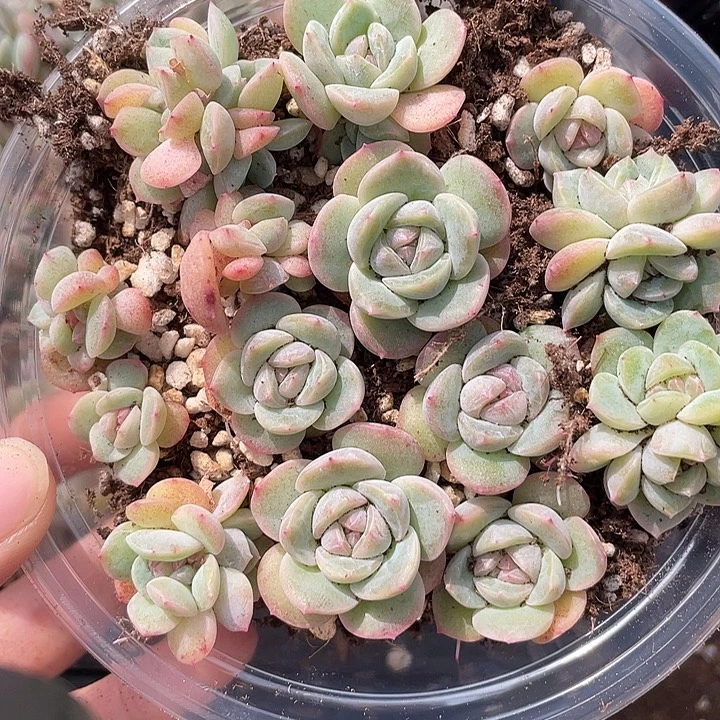 OTO多肉切糕优选dy2091