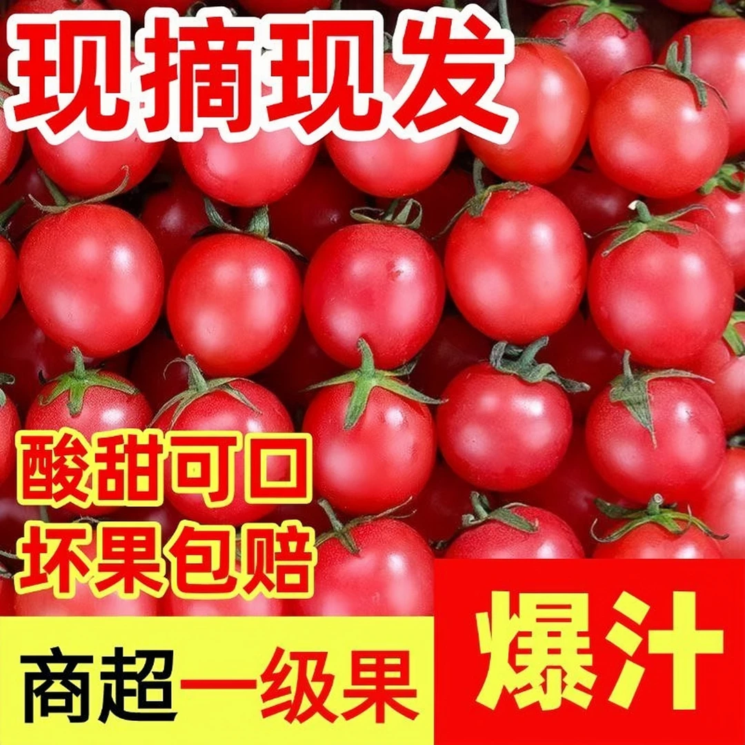 【云南甜心玲珑果】正宗云南露天种植小番茄现摘新鲜采摘坏果包赔