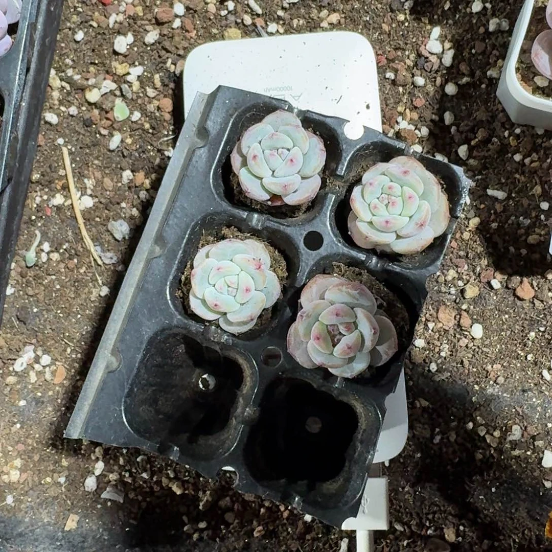 三三三一物一拍专拍