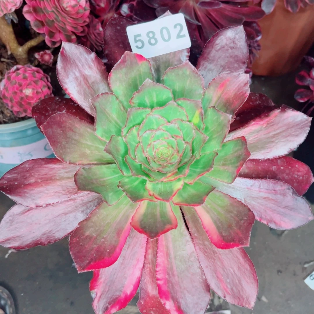 魅影七彩新品多肉