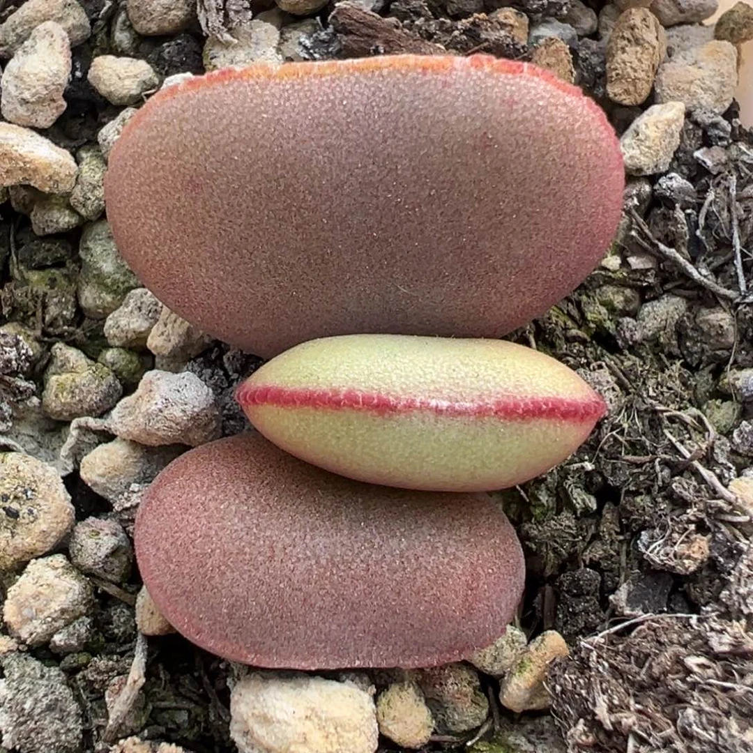 白肌红蛋单头纯木质桩多肉植物