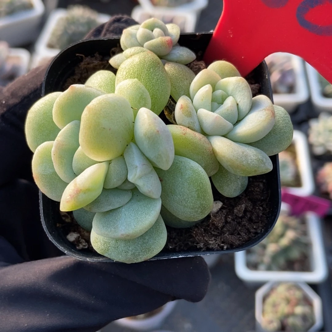 980冰玉石化多肉植物