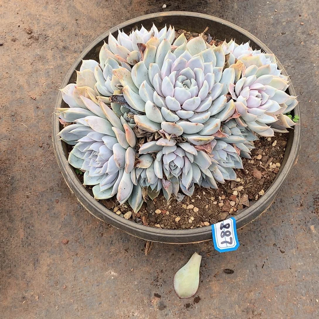 887雪兔一物一拍多肉