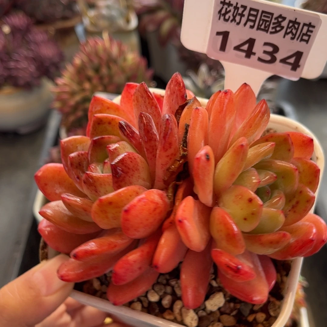 1434 天冷地区必拍保温箱