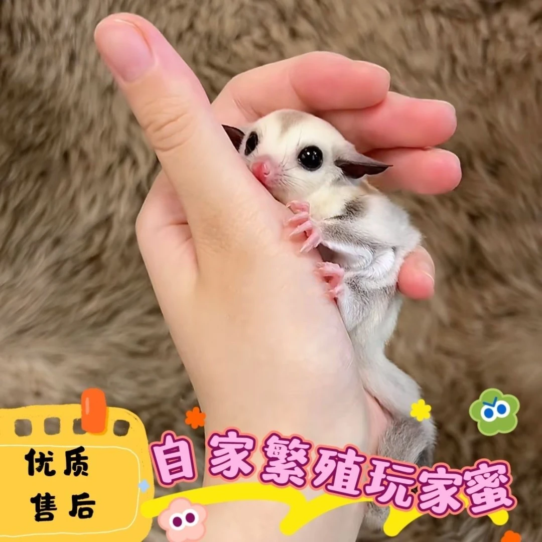 澳洲蜜袋鼯活宠幼崽 网红萌宠小飞鼠 玩家蜜宠物 口袋小精灵