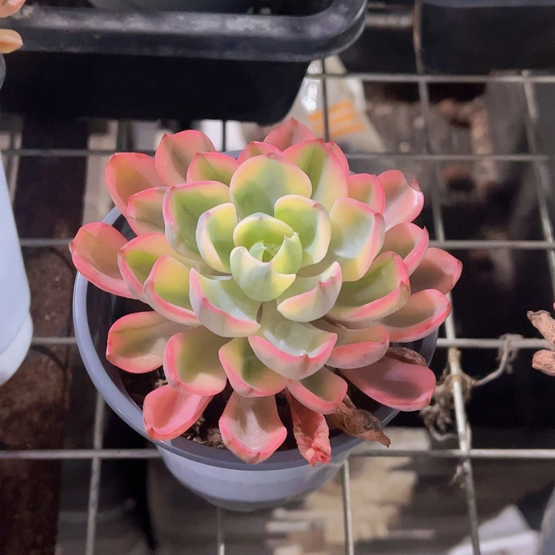 泪无痕锦多肉植物