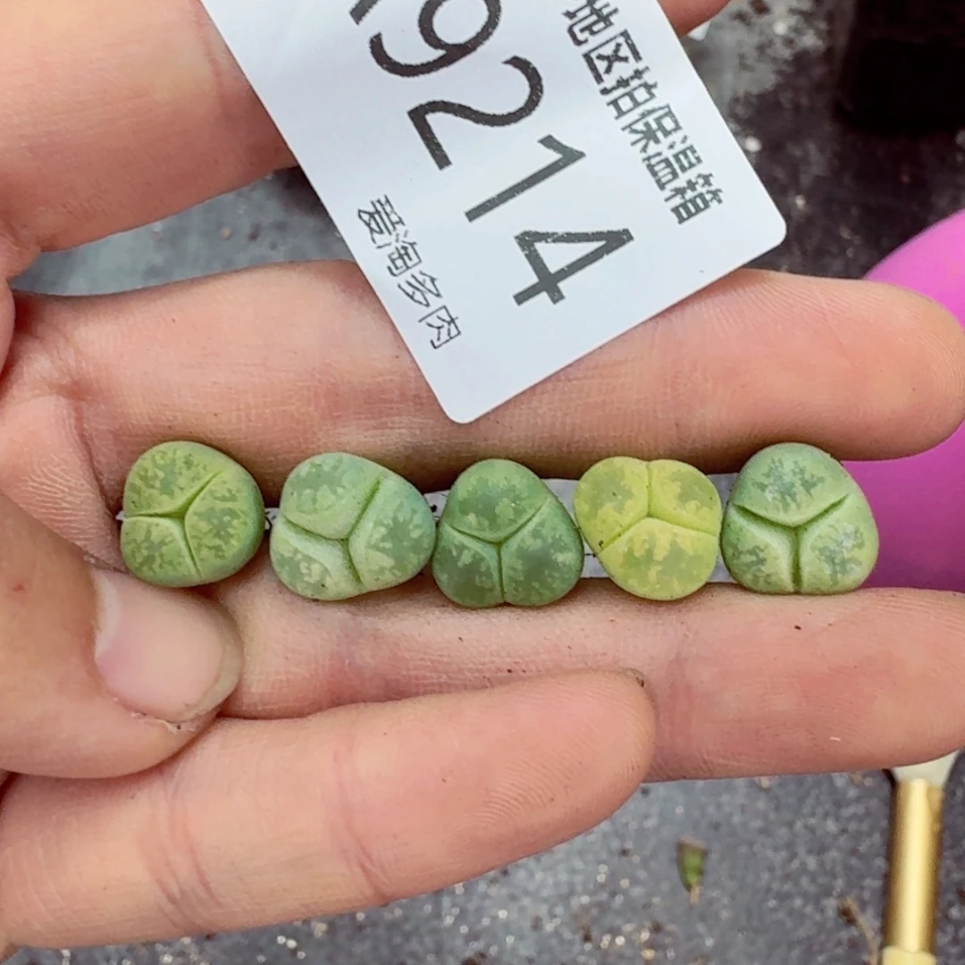 9214––零下地区需拍保温箱