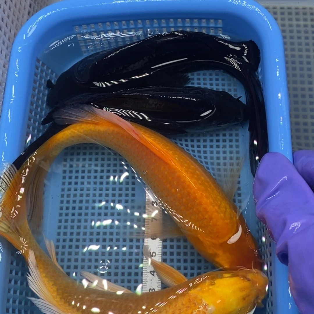 锦鲤冷水锦鲤包邮