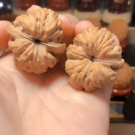 美人肩全品（奶油蜡皮）