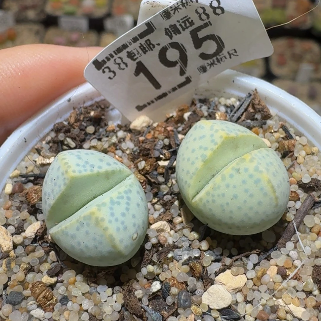 Ssss精品生石花195