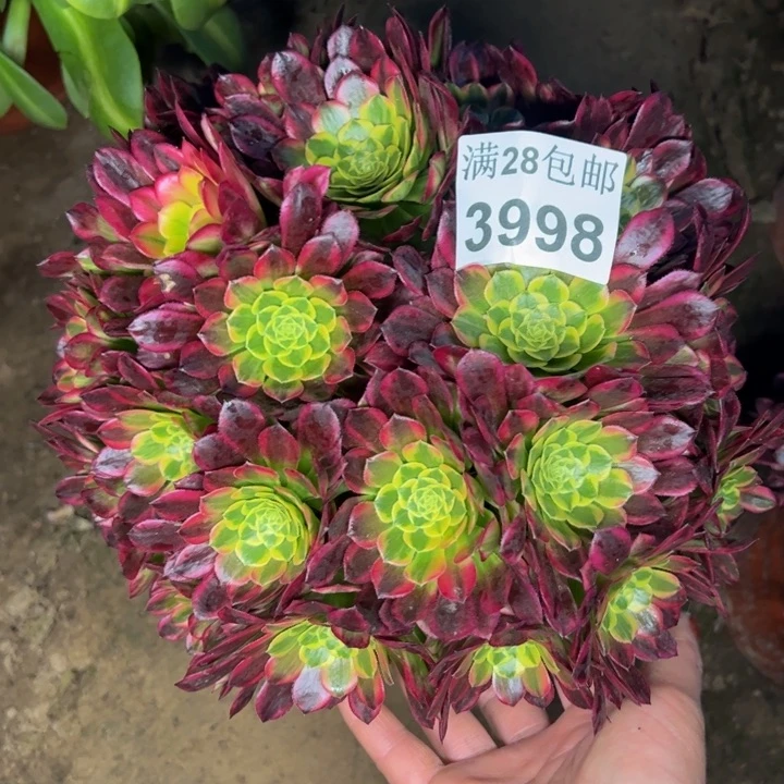 3998朝霞多肉植物