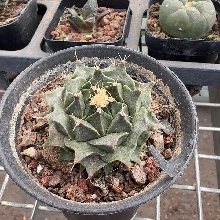 帝冠单头球5仙人球