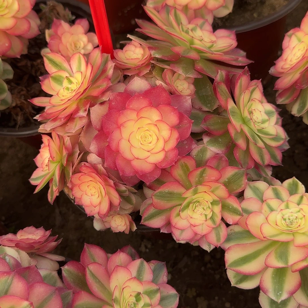 4521倾城多肉法师