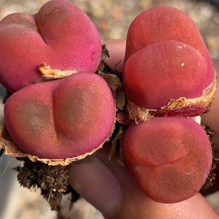 2373两颗一组一组